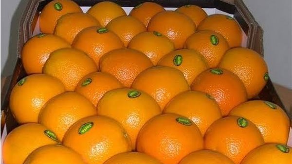 الزراعة مصر الأولى عالميا في تصدير البرتقال